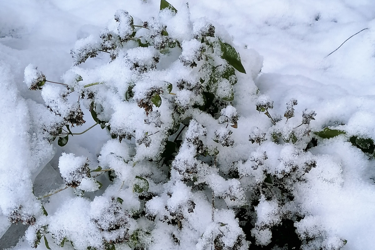 Oregano-Schnee Oregano-Schnee